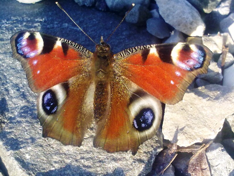 Aglais io